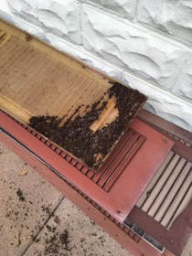 Bat Removal Omaha | How Do I Know If I Have Bats - Bat Guano of Window Shutters