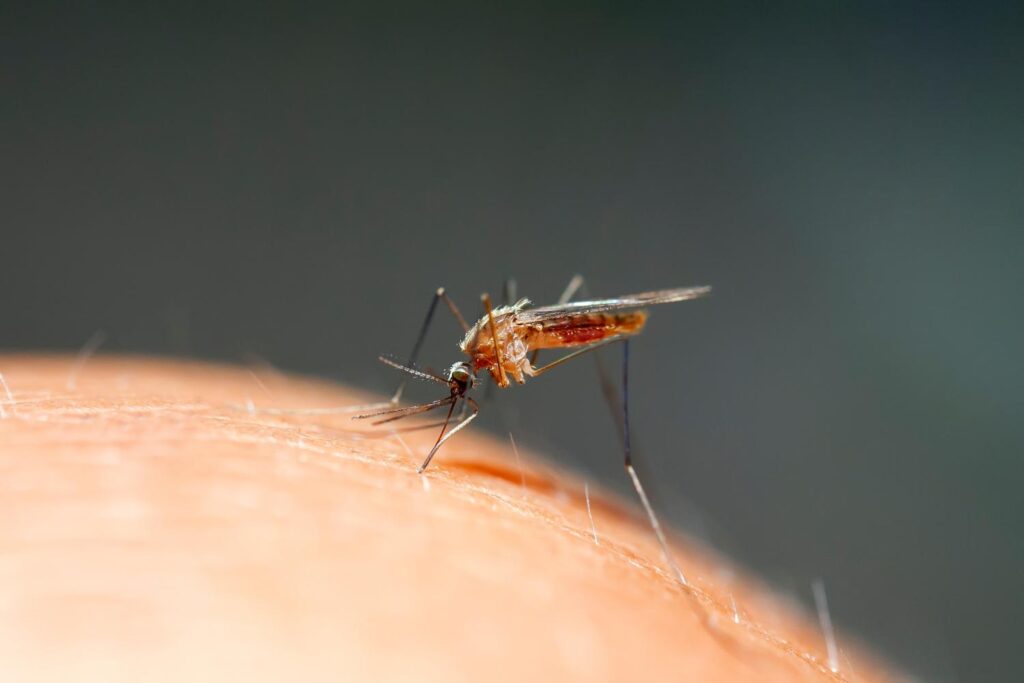 Mosquito exterminator and removal services in Omaha, Des Moines, Lincoln, and beyond.