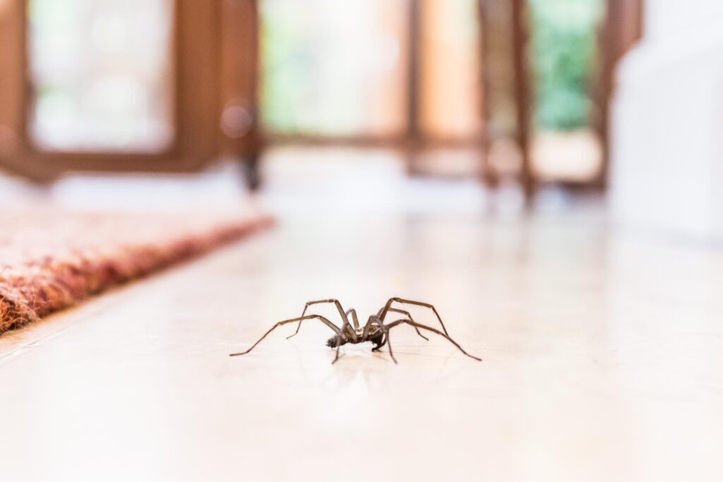 Spider removal & exterminator services in Omaha, Des Moines, Lincoln, and beyond.