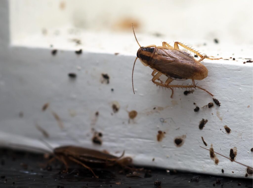 Cockroach removal & exterminator services in Omaha, Des Moines, Lincoln, and beyond.