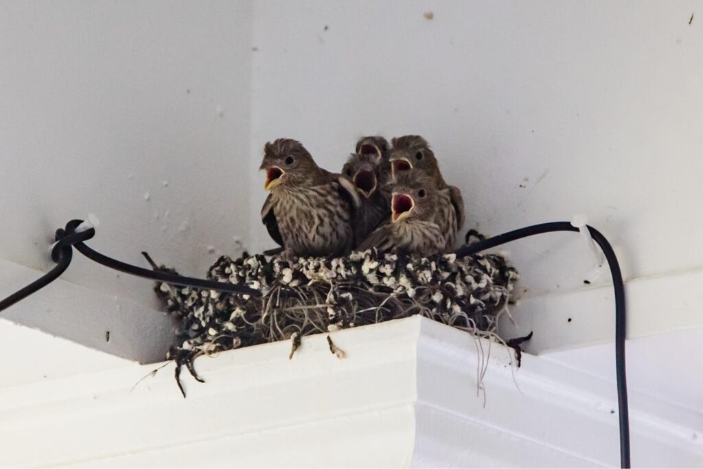 Bird nest removal & mitigation services in Omaha, Des Moines, Lincoln, and beyond.