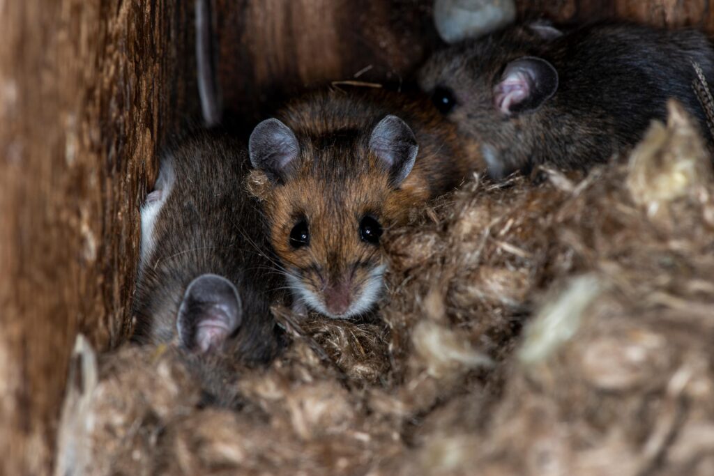 Mice removal & exterminator services in Omaha, Des Moines, Lincoln, and beyond.