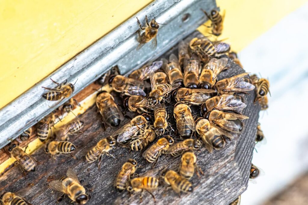 Bee hive removal services in Omaha, Des Moines, Lincoln, and beyond.