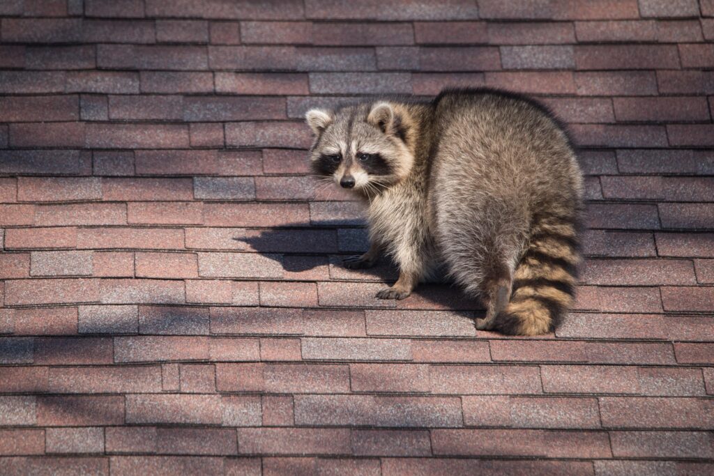 Raccoon removal and trapping services in Omaha, Des Moines, Lincoln, and beyond.