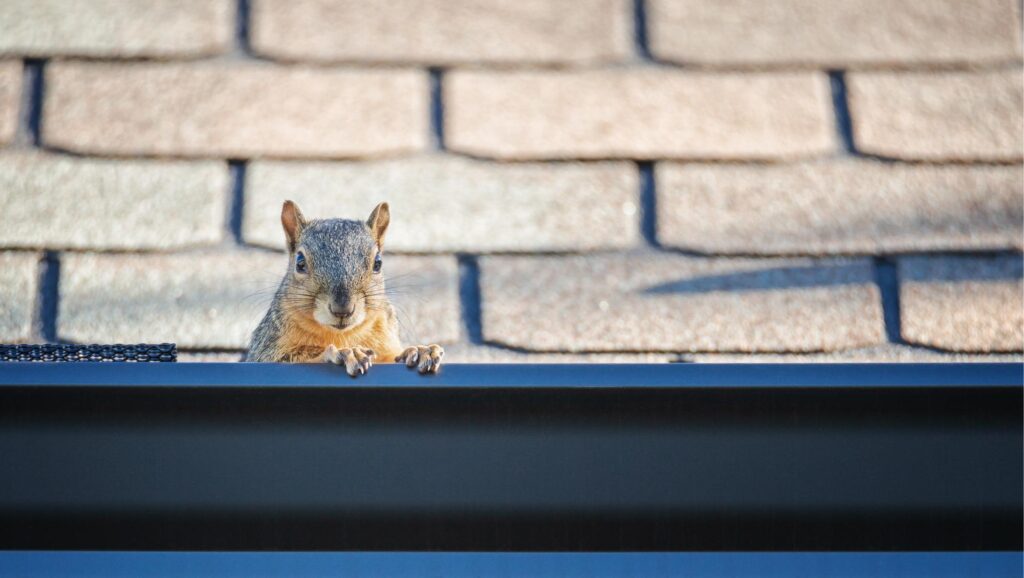 Squirrel removal & exterminator services in Omaha, Des Moines, Lincoln, and beyond.