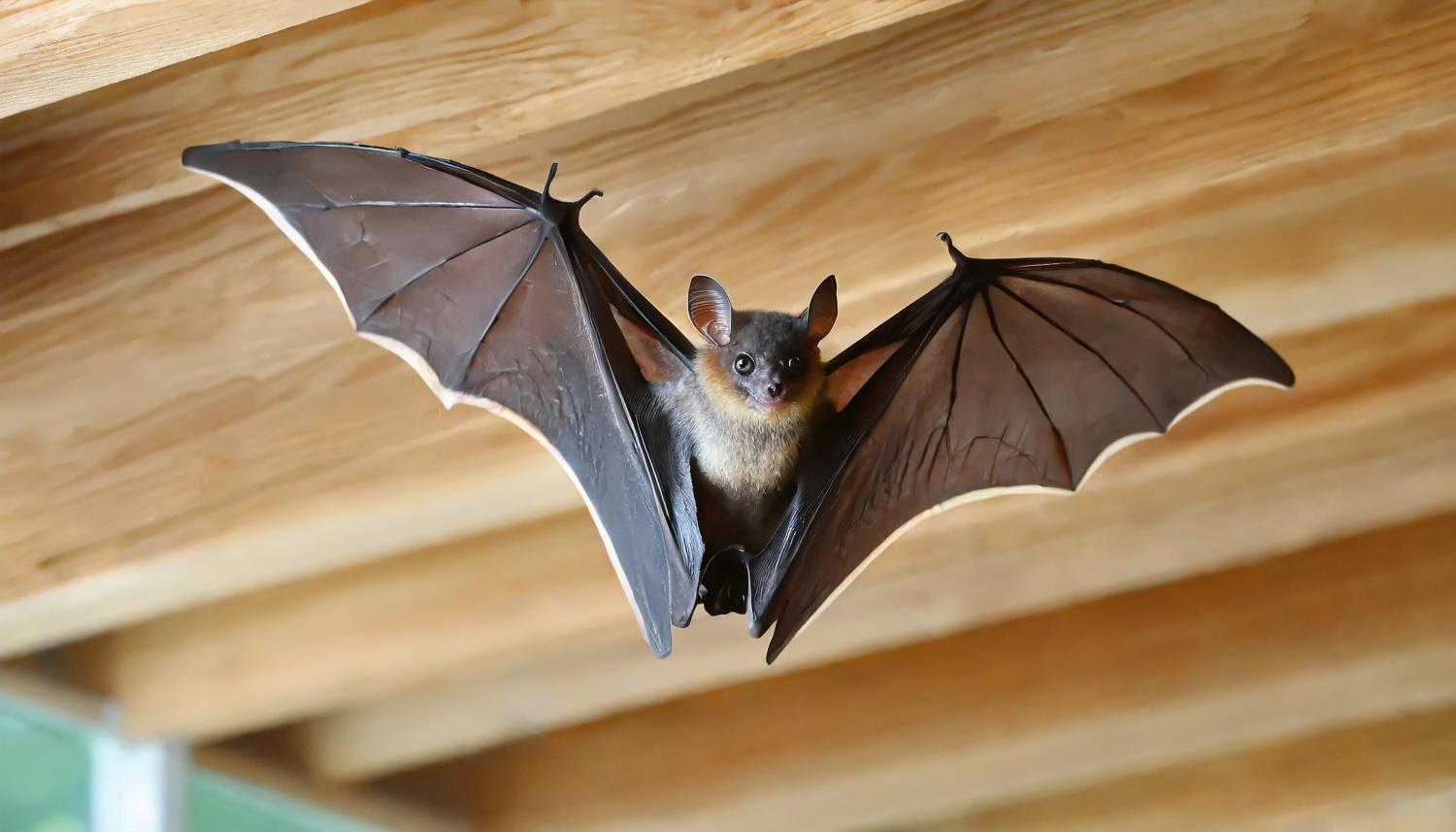 Bat Mitigation For Winter: How To Remove Bats From Your Attic In 2025