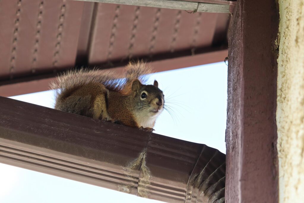 Squirrels in the attic