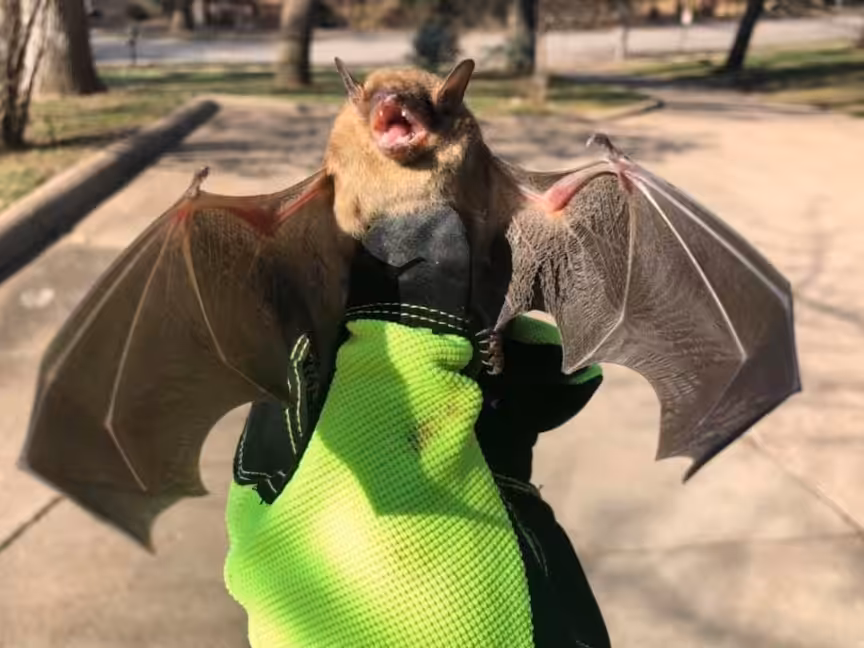 Brown Bat being held by bat removal service technician in Omaha, Lincoln, and Des Moines.