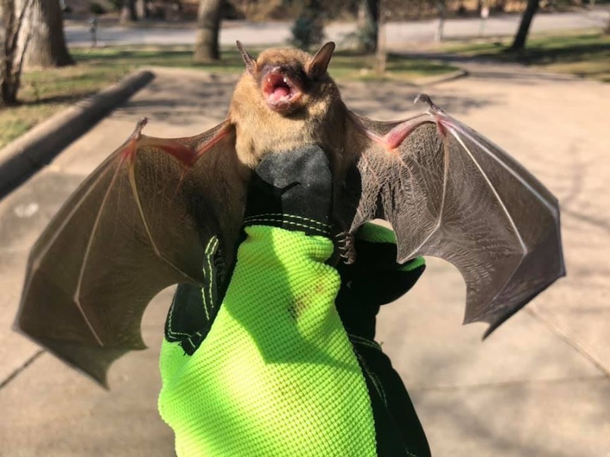 Brown Bat being held by bat removal service technician in Omaha, Lincoln, and Des Moines.