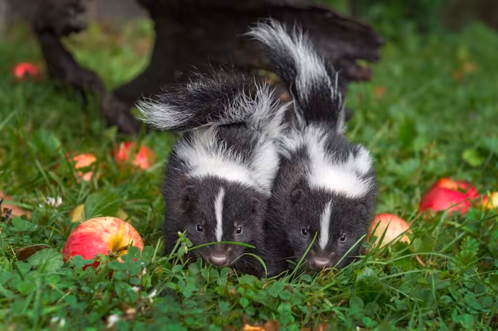 when are skunks most active