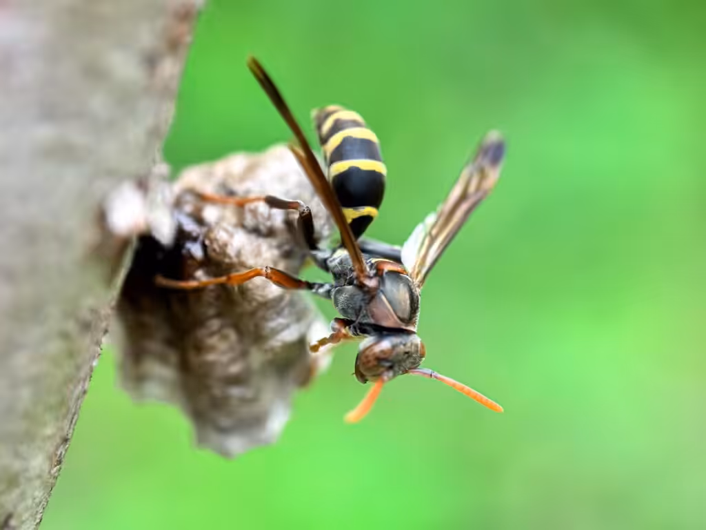 wasps vs. yellow jackets