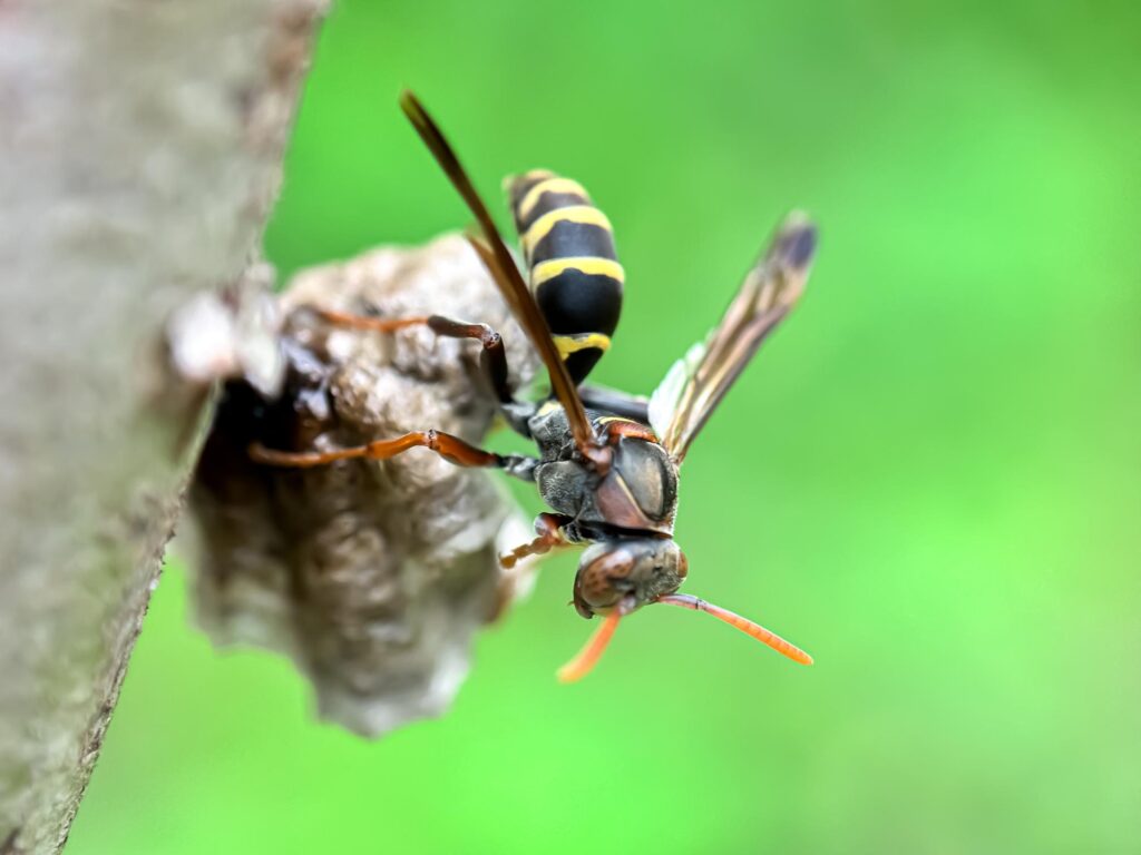 wasps vs. yellow jackets