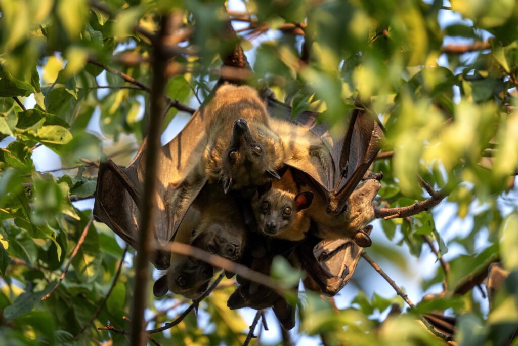 Remove Bats from Your Home