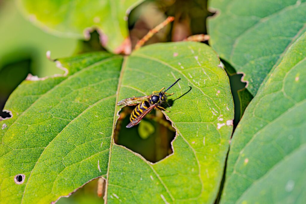 AdobeStock 1026593304 &ndash; Genuine Pest Control