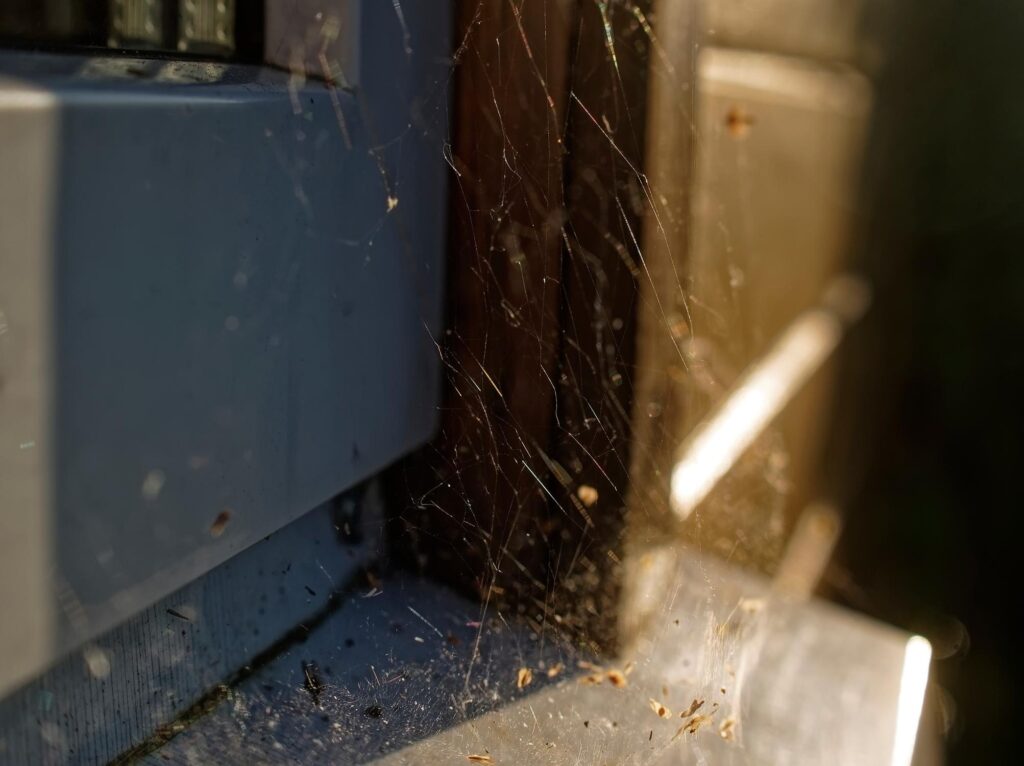 fall spider control