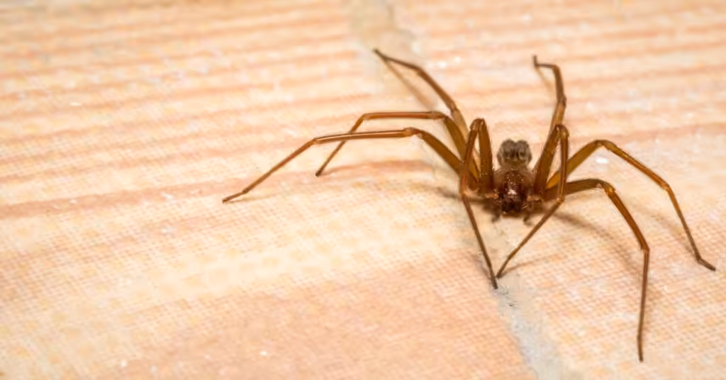 fall spider control
