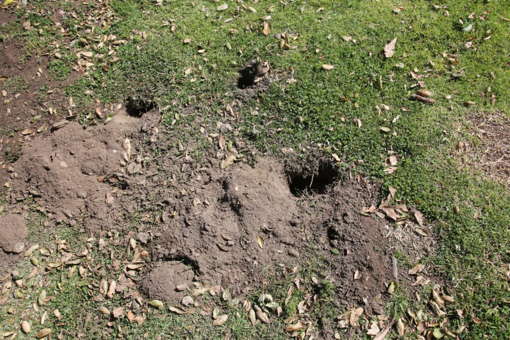 Gopher Control Tips 
