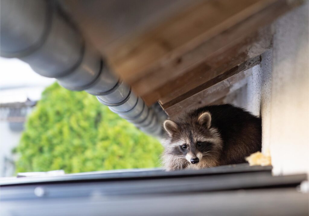 Clean Up After a Raccoon Infestation