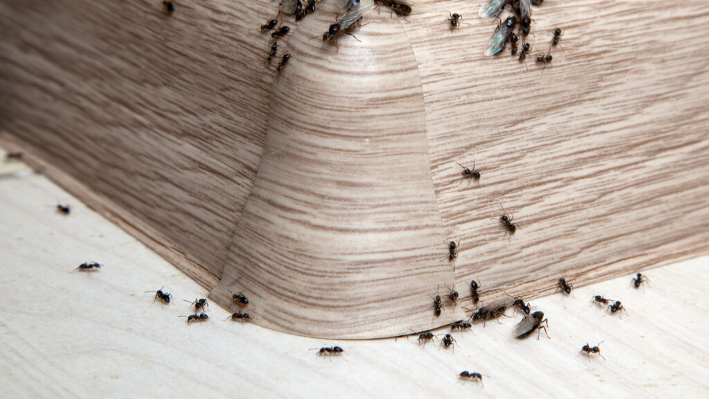 flying ants house1 1 – Genuine Pest Control flying ants house1 1 – Genuine Pest Control