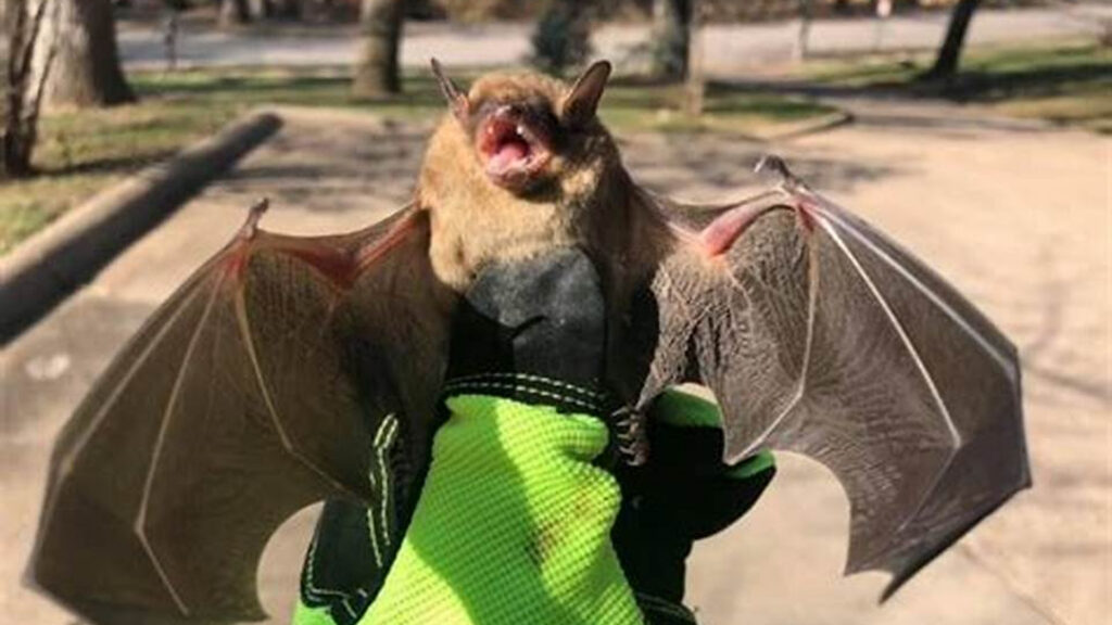 bat control – Genuine Pest Control Bat control
