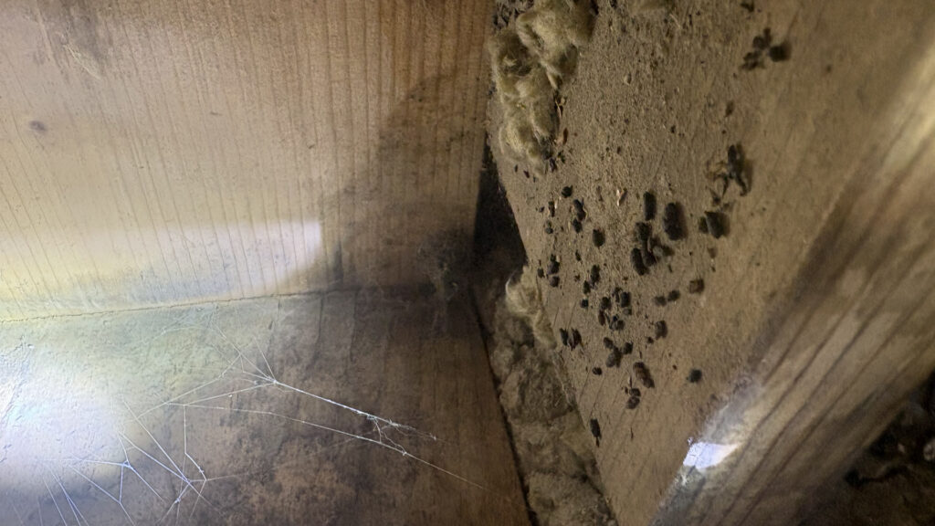 batpoo &ndash; Genuine Pest Control